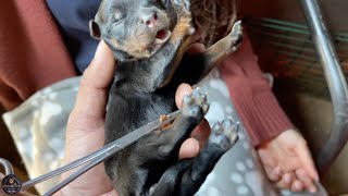Cutting The Umbilical Cords Of Newborn Rottweiler Puppies How To Tie Puppy Umbilical Cord At Home