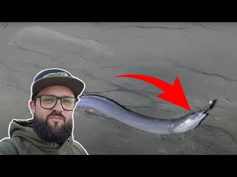 Vidéo: Serpent Sur Une Canne à Pêche