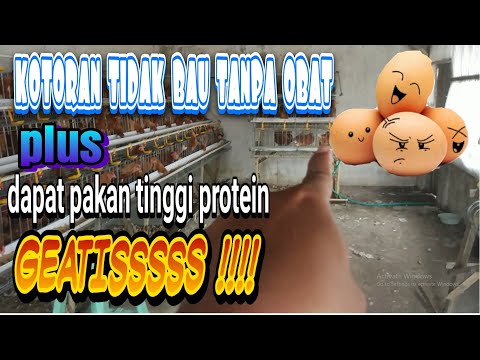 Beternak ayam petelur tanpa bau bonus pakan protein tinggi dan profit