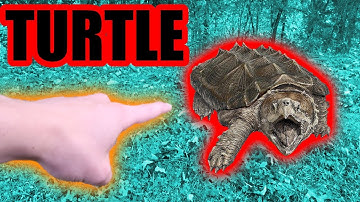 Snapping Turtle Catch n