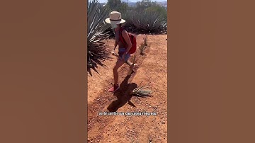 😱 Sự thật Rượu làm từ cây xương rồng?#shorts #rượu #chuyenla