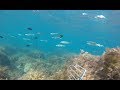 Осенний ход лобана 2019 - UnderWater Hunting Spear Fishing # Mullet