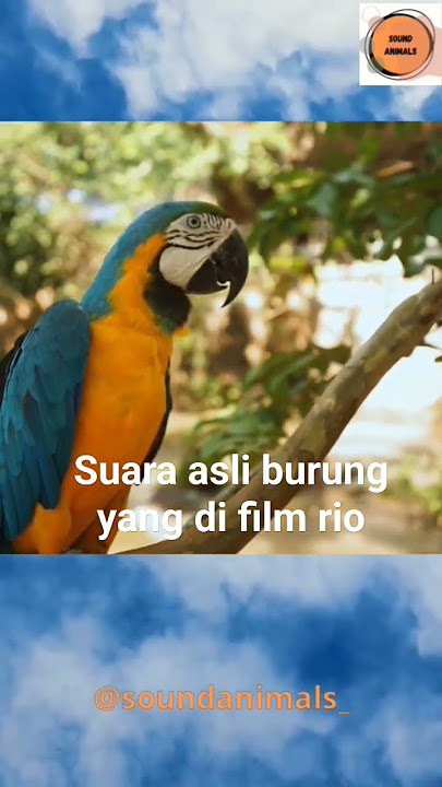 Suara burung macaw yang di film Rio#shorts @soundanimals_
