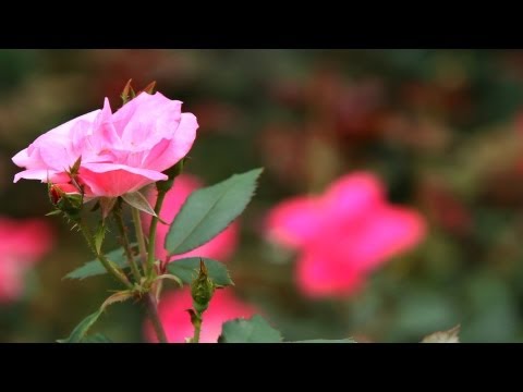 Video: Yuav ua li cas thiab thaum twg prune Roses rau lub caij ntuj no