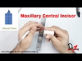 Carving the Maxillary Central Incisor