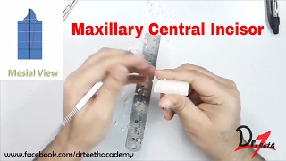 Carving the Maxillary Central Incisor