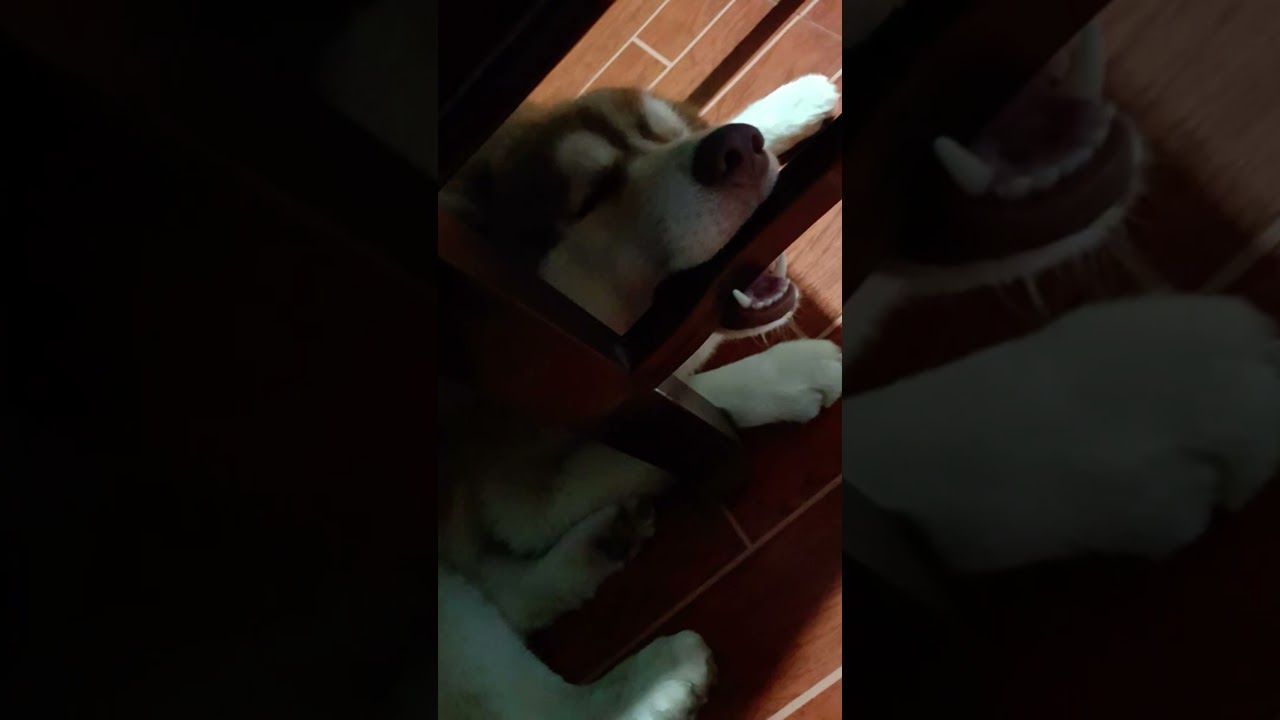 Panther big baby 🐶✨️🫶  