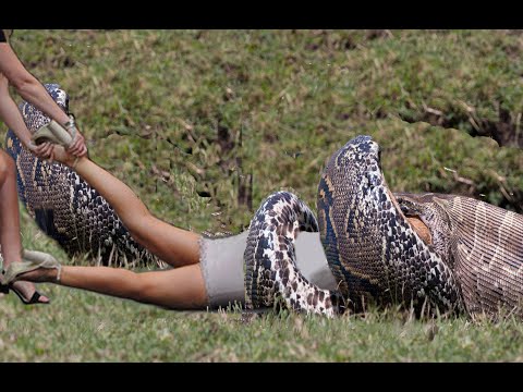 giant snake swallow a girl 2019