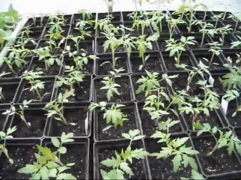 Tomato Seedlings and Transplants for the New Greenhouse ...