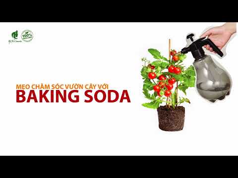 Video: Sử dụng Natri Bicacbonat trên Cây trồng - Baking Soda Tốt cho Cây trồng