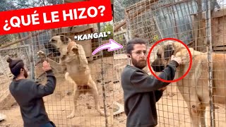 Hombre se ENFRENTA a un PODEROSO KANGAL TURCO AGRESIVO y logra controlarlo!