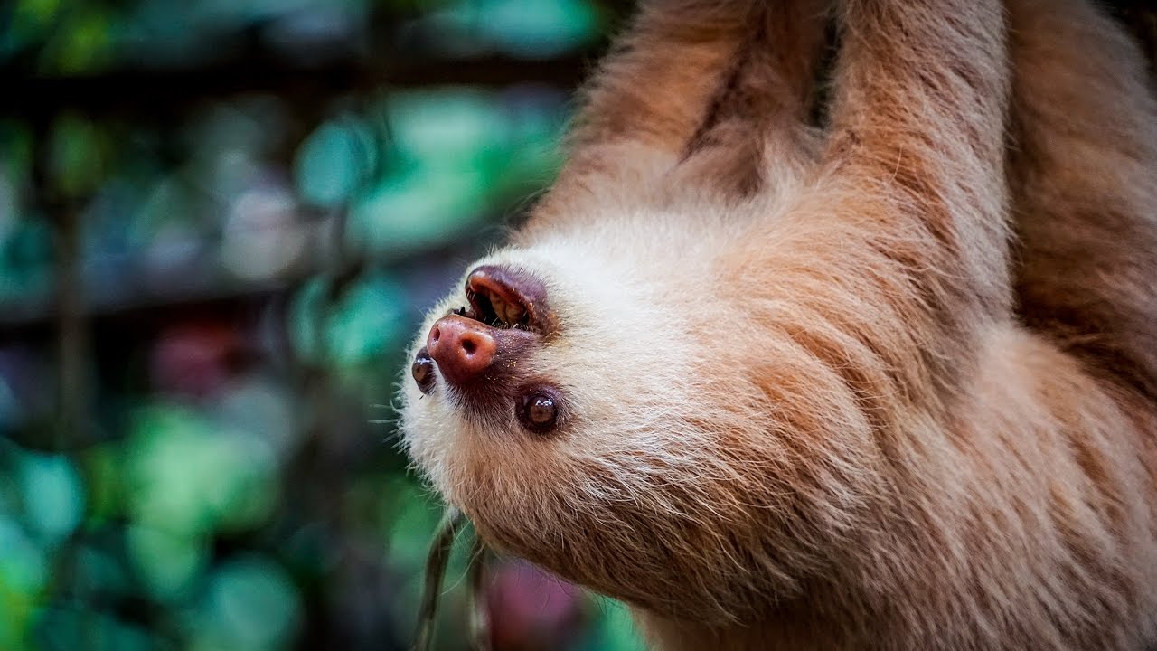 THE CUTEST ANIMAL IN THE WORLD!? - Sloth Wildlife ...
