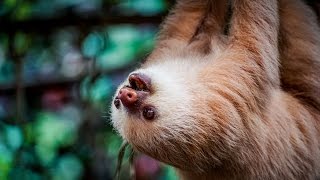THE CUTEST ANIMAL IN THE WORLD!? - Sloth Wildlife Sanctuary
