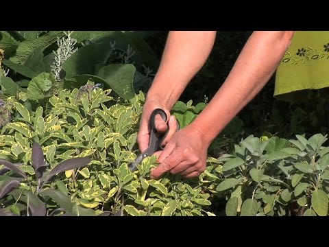 Video: Aralia Manchurian - Nützliche Eigenschaften, Anwendung