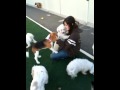 The Local Bark - Rancho Cordova kennel boarding training dogs The Local Bark - Rancho Cordova kennel boarding training dogs