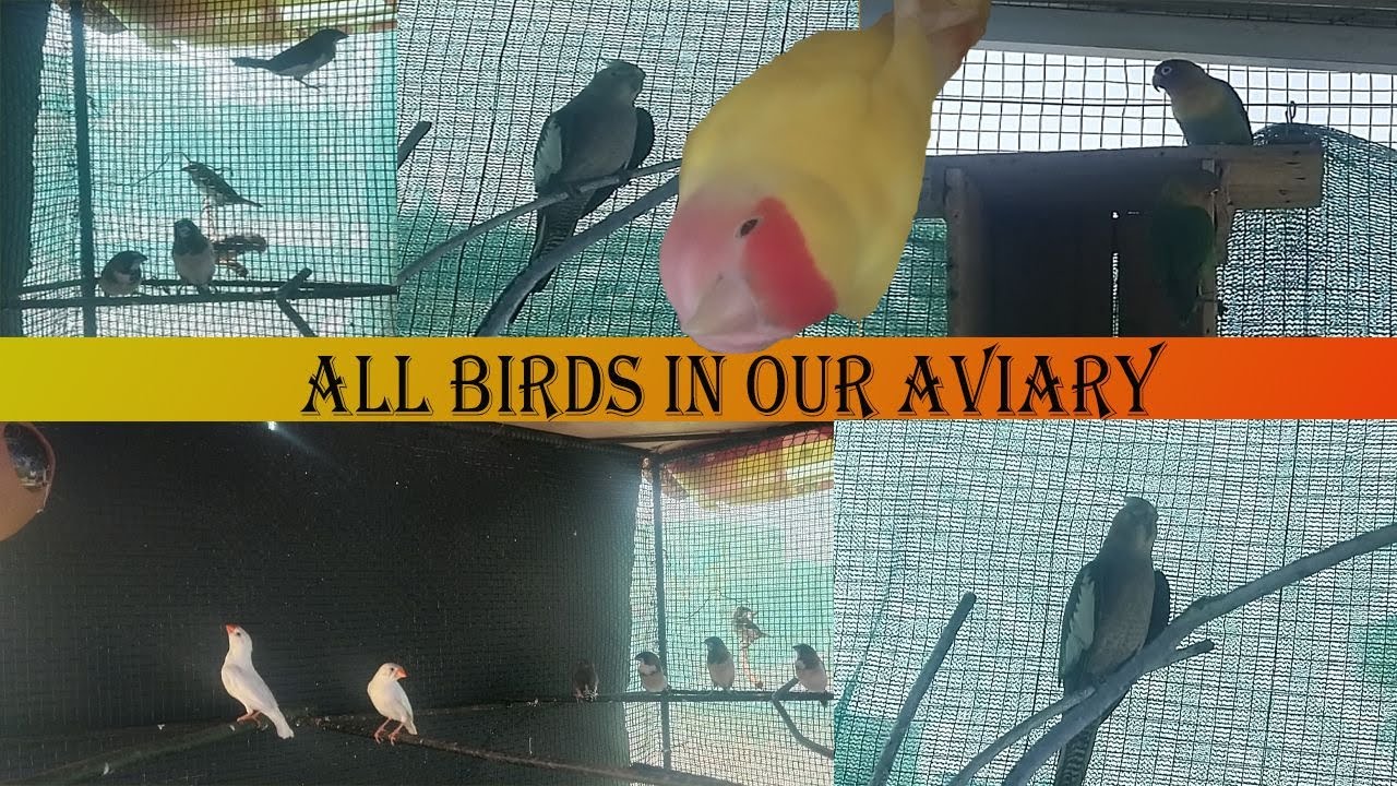 All our Birds in Aviary | Tour of Aviary | Sare Birds - YouTube
