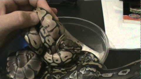 Ball Python Clutch #3 hatched