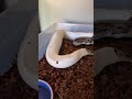 My Snake Got Pregnant On Mothers Day! 🤯🐍 #snakebreeding #snake #babyreptile