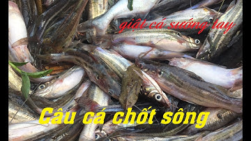 Trở lại con kênh cũ câu cá tra, cá chốt sông. Lần đầu câu cá chốt mà dính khủng khiếp