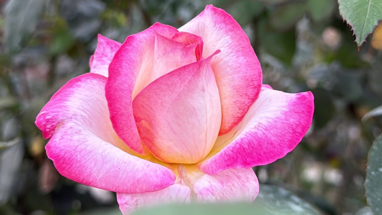 #rose#enricpalau#kissoffire#somasila