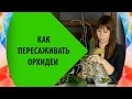 Пересадка Орхидея Фаленопсис 🌸 Как Пересаживать Орхидеи