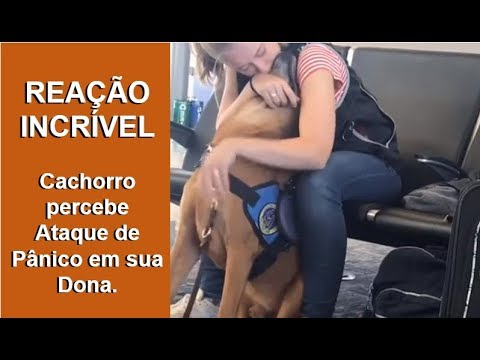 Vídeo: Você Pode Obter Um Cão De Serviço Para Ansiedade?
