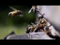 Всё о пчёлах для детей и не только