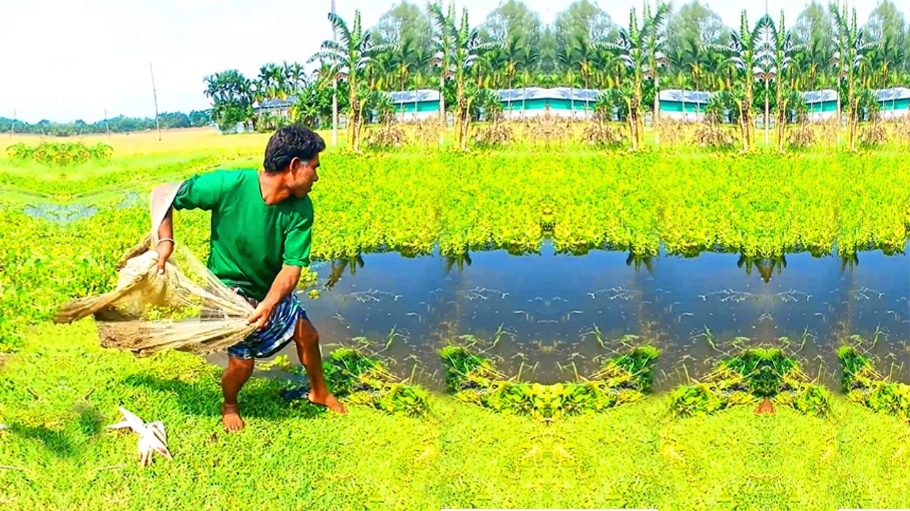 Best Village Fishing Video - Amazing Cast Net Fishing Video's - Unique Fishing Video