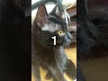 5025 目をつぶって🐱プリン