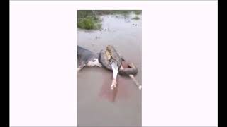 Anaconda 2 Sucuriju....