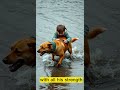 DOG SAVE HIS LIFE# #inspiringstories #doglover #rescueefforts