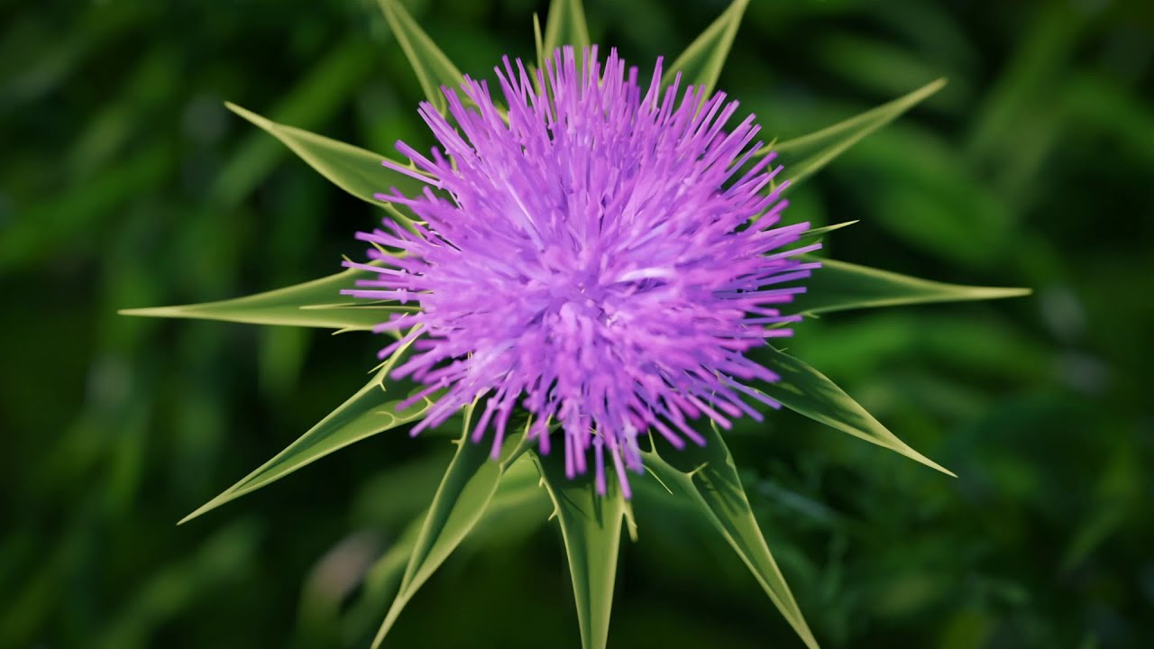 3D ролик Карсил (главное во 2 части)