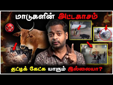 Street Cows Issues 😡 மாடுகளின் அராஜகம் 😤 இதற்கு ஒரு முடிவே இல்லையா? | Insurance Importance | Mr.GK