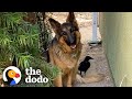 Rescue crow goes on walks with his favorite german shepherd  the dodo wild hearts