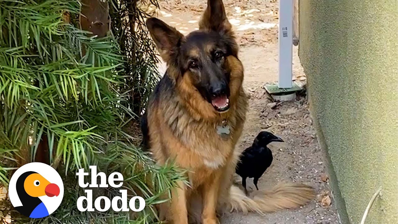 Rescue Crow Goes On Walks With His Favorite German Shepherd | The ...