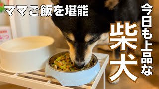 ママご飯を堪能する柴犬はいつもより早くご飯を食べ終えます【豆柴】