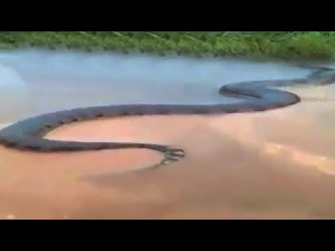 Video: Ular terbesar di dunia. anakonda