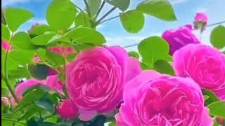 Trt Sanatçısımız İmran Koçun Bestelediği Sensiz Şu Ömrümüz Bitermi Yârim Adlı Eserimiz.