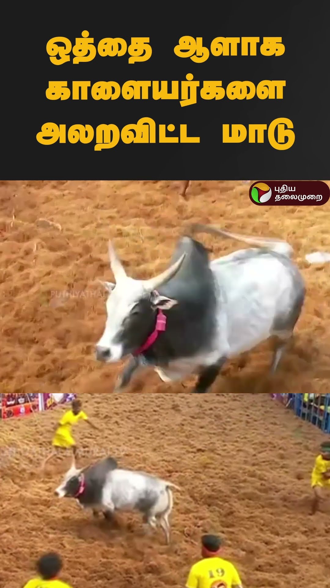 ஒத்தை ஆளாக காளையர்களை அலறவிட்ட மாடு #shorts |  | #madurai | #jallikattu2025