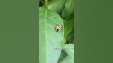 Oebalus ;human faced stink bug
