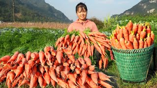 Harvesting Many Carrots Goes to countryside market sell - Rural farm | Phương Free Bushcraft