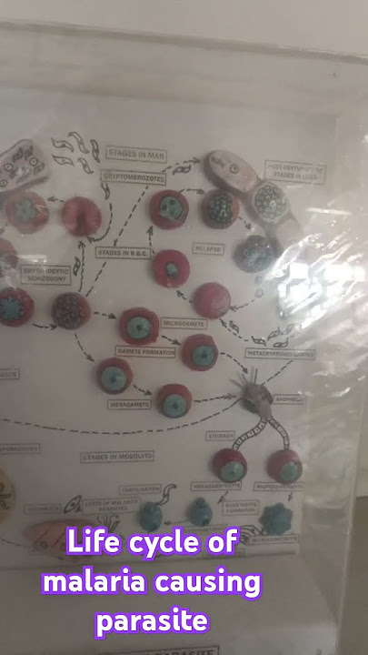 Life cycle of #plasmodium#malaria#parasite #protozoa#biology#diseases#lifescience#facts#knowledge#dj
