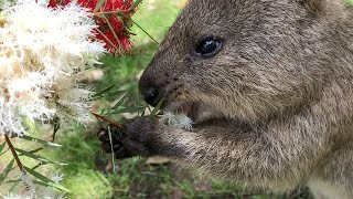 全国の飼育員さんが撮影した、動物たちのかわいい瞬間をお届け！