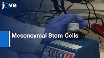 MSCs Rescue from Clotted Bone Marrow Samples by Enzymatic Method | Protocol Preview