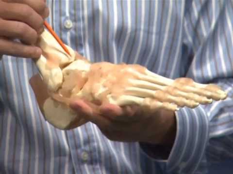 Ankle Sprains - Dr. Douglas Wyland