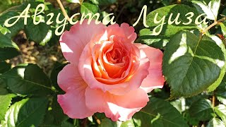 Августа Луиза - роза, коронованная любовью #саженцыроз #розы #августалуиза #розытантау