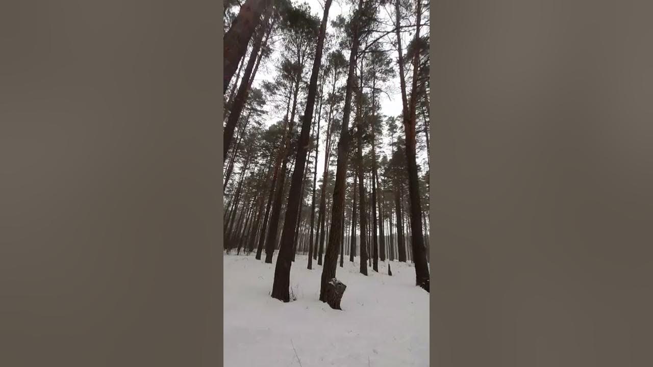 Морозный лес прогулка сосна парень