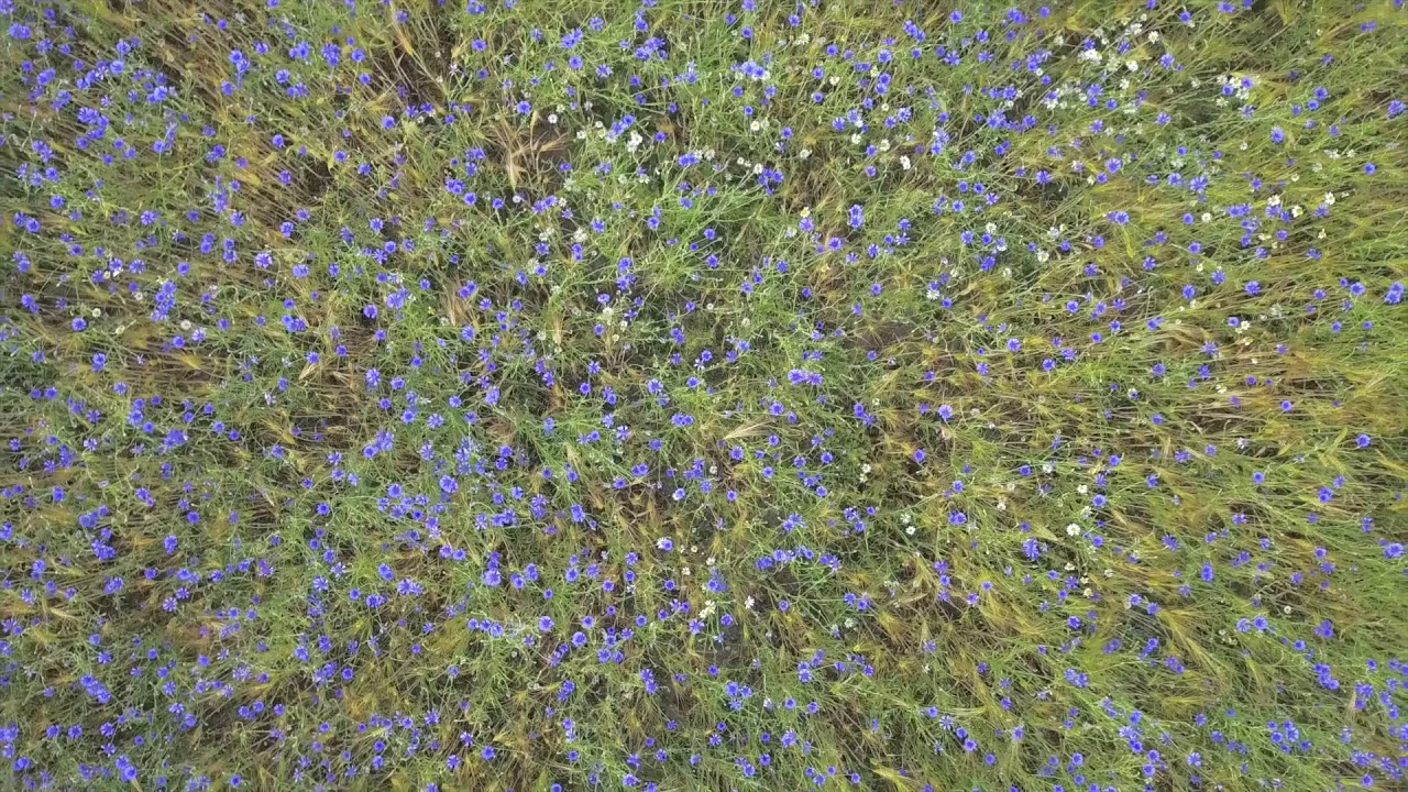 Korenbloem velden Zeddam