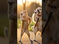 funny dog cat dance video 🤣#shortvideo #funny😂 #cartoon 🐒#trending #viral #booster