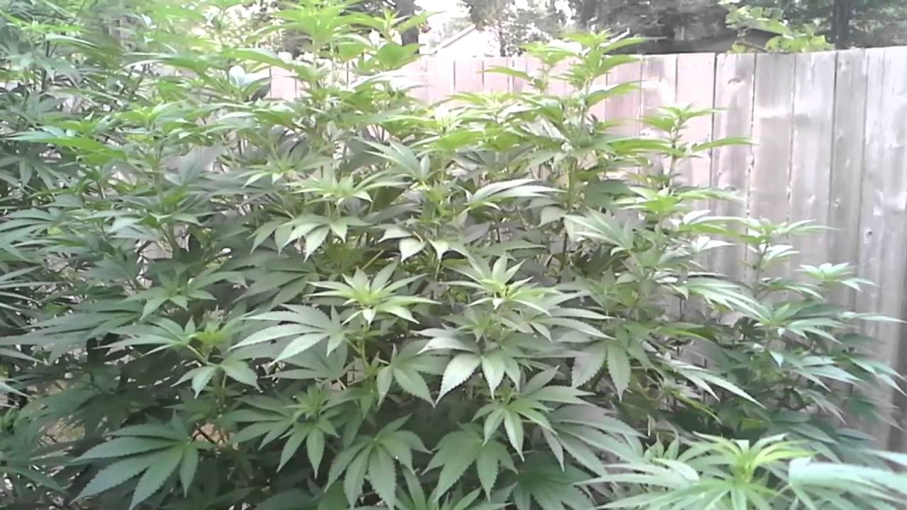 Huge Outdoor Medical Marijuana Grow In Flower!!